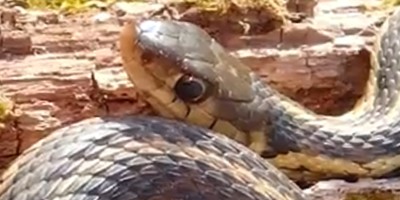 Indianapolis snake
